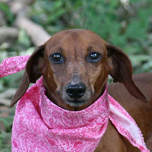 Gidget the Dachshund