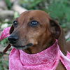 Gidget the Dachshund