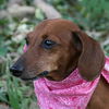 Gidget the Dachshund