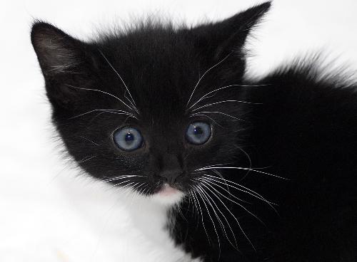 Rexie the kitten