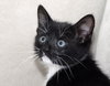 Rexie the kitten