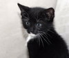 Rexie the kitten