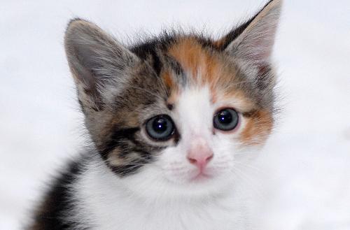 Lilly the beautiful kitten
