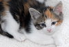 Lilly the beautiful kitten