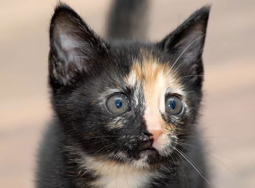 Eleanor the Tortie Kitten