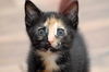 Eleanor the Tortie Kitten
