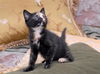 Eleanor the Tortie Kitten