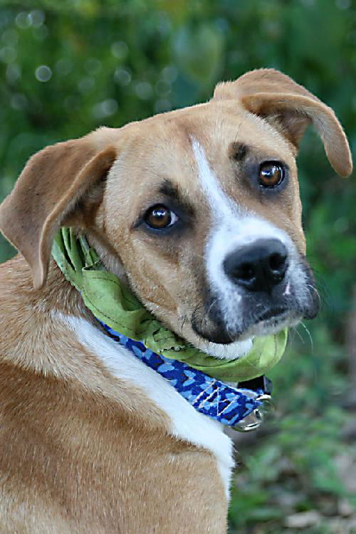 Volusia the Boxer