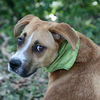 Volusia the Boxer