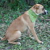 Volusia the Boxer