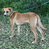 Volusia the Boxer