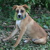 Volusia the Boxer