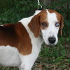Tobee the Hound