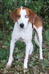 Tobee the Hound