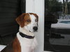 Tobee the Hound