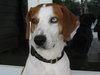 Tobee the Hound