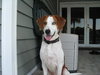 Tobee the Hound