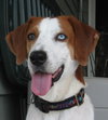 Tobee the Hound