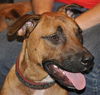 Sammy the Lab (Video)