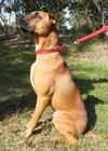 Sammy the Lab (Video)