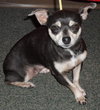 Little Bit the Chihuahua