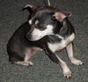 Little Bit the Chihuahua