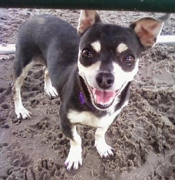 Little Bit the Chihuahua