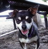 Little Bit the Chihuahua