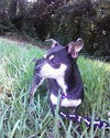 Little Bit the Chihuahua