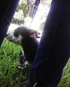 Little Bit the Chihuahua