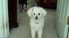 Mercy the Maltipoo