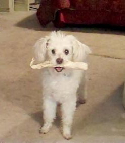 Mercy the Maltipoo