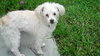 Mercy the Maltipoo