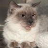 Jasmine the Stunning Siamese