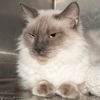 Jasmine the Stunning Siamese