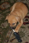 Rex