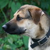 Phoebe the Shepherd