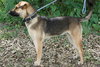 Phoebe the Shepherd