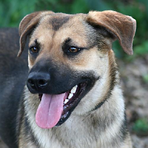 Phoebe the Shepherd