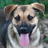 Phoebe the Shepherd