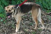 Phoebe the Shepherd