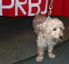 Bruski the Yorkie (Video)