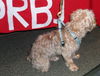 Bruski the Yorkie (Video)