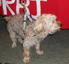 Bruski the Yorkie (Video)
