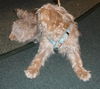 Bruski the Yorkie (Video)