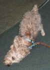 Bruski the Yorkie (Video)