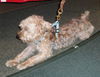 Bruski the Yorkie (Video)