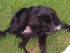 Maggie the Camera Shy