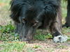 Maggie the Camera Shy