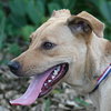 Frieda the Shepherd